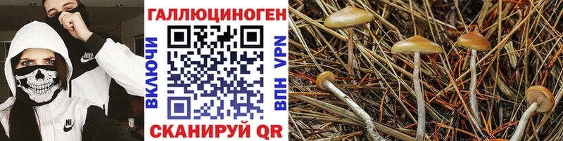 Галлюциногенные грибы Cubensis  где купить наркоту  Артём 